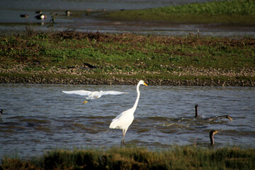 A view of a Great White Egret in the water at Venus Pool Nature Reserve