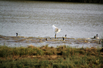 A view of a Little Egret