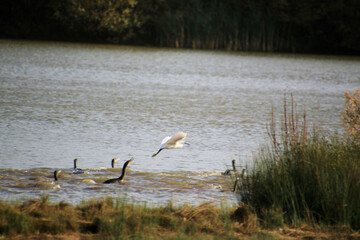 A view of a Little Egret