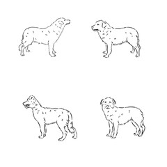 aidi dog, vector sketch outline pencil drawing artwork, black character on white background