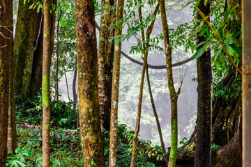 Obraz premium Abstract blurred background of a stream flowing rapidly from rocks in a deep forest, natural waterfalls that occur naturally during the rainy season, the completeness of the ecosystem, fresh air.