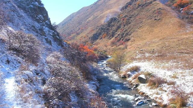 The path under the first autumn snow fell on the trees with red leaves, this is a wild apricot orchard in the mountains where autumn meets winter. Gorge of the Uzun Kargaly river in Almaty, Kazakhstan