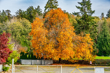 Redondo Beach Fall Tree 2