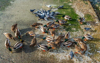 Shoreline Birds Feeding 2