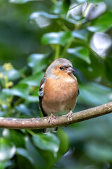 Male Chaffinch (Fringilla coelebs) – Commonly found in woodlands and parks, spotted at Father Collins Park, Dublin