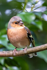 Male Chaffinch (Fringilla coelebs) – Commonly found in woodlands and parks, spotted at Father Collins Park, Dublin