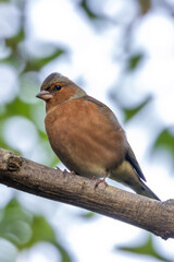 Male Chaffinch (Fringilla coelebs) – Commonly found in woodlands and parks, spotted at Father Collins Park, Dublin