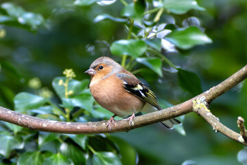Male Chaffinch (Fringilla coelebs) – Commonly found in woodlands and parks, spotted at Father Collins Park, Dublin