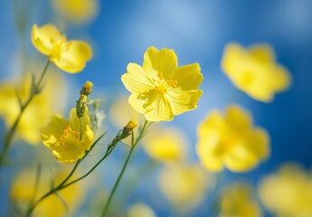 Yellow Flowers Against Blue Sky Blurred Background