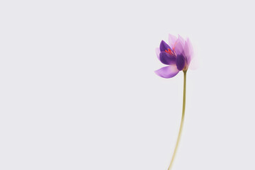 Delicate saffron flower against white background with copy space. Minimal crocus watercolor illustration.