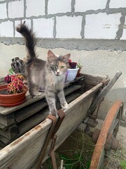 A gentle cat with a beautiful color, green eyes and a fluffy tail. Idea for photo wallpaper. Photo