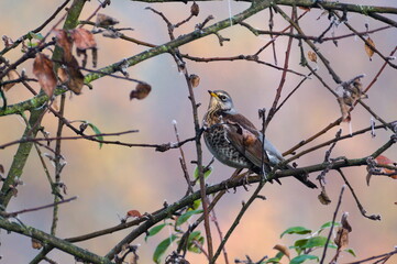 Passerine bird Turdus pilaris aka fieldfare is searching for apples on the tree in wintertime.