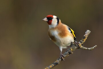 European goldfinch Carduelis carduelis bird songbird wildlife nature predator cock o the north, beautiful animal mountain finch, animal, bird watching ornithology, flower bud fauna wildlife Europe