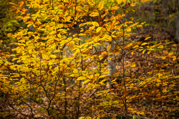 autumn in the forest.beautiful autumn in Armenia