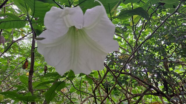 Uma linda fl&ocirc;r de trombeta de anjo branca