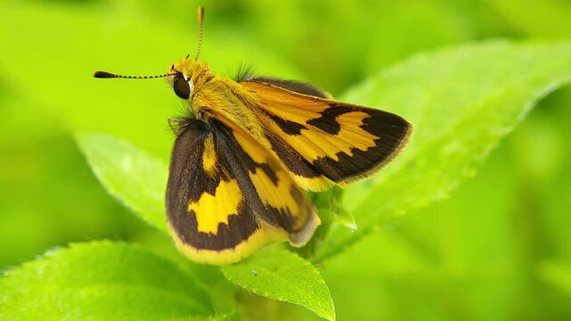 Yellow skipper butterfly resting on a vibrant green leaf in a tropical garden.
