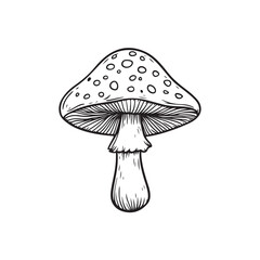 mushroom isolated on white background