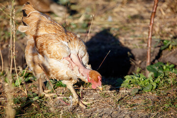 A chicken is walking through a field of grass and dirt
