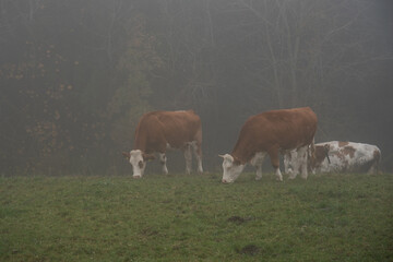Obraz premium Cows grazing in a misty field on a foggy morning