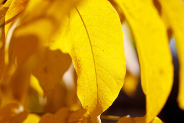 A leaf with a brown spot is shown in a close up