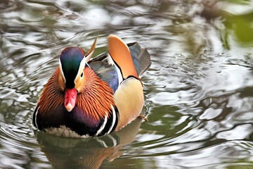 Mandarin Duck