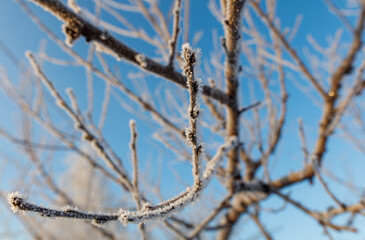 A branch covered in frost and snow