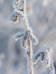 A branch covered in frost and snow