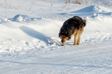A dog is sniffing the ground in the snow