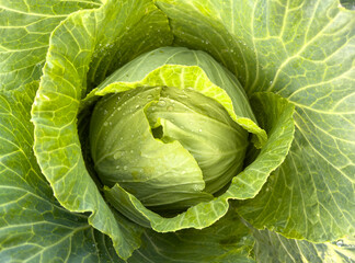 Obraz premium A large green cabbage with a small white center