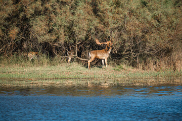male deer with big antlers in the wild