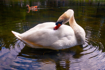 Beautiful white swan in pond taken in park in Brussels , Belgium