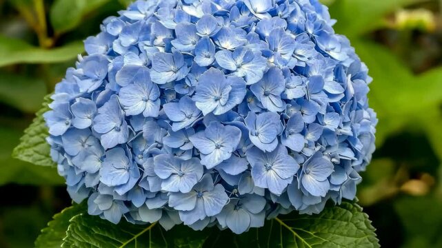 A close-up of a vibrant blue hydrangea blossom