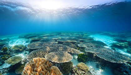 Obraz premium Bleached coral reefs in shallow waters demonstrate the devastating impact of ocean warming _1(364)
