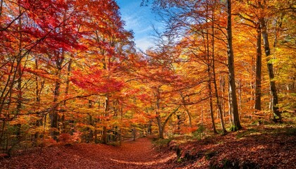 Obraz premium A path winds through a forest, the trees ablaze with vibrant autumn colors, casting a warm glow on the ground.