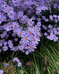Lilac daisies