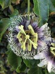 purple and yellow flower