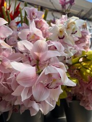 pink flowers