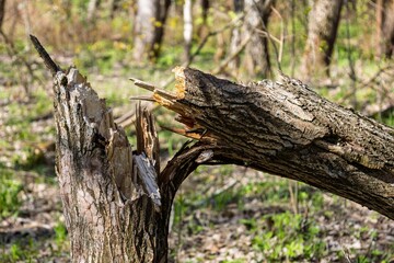 Broken tree trunk after by the wind in the forest. Consequences of a storm or hurricane. Damage after windstorm in the park