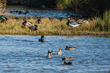 Water birds in freedom in a natural park in autumn