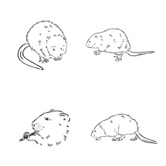 muskrat, vector sketch. Field mice isolated on white background.