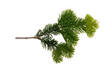 Christmas pine tree twig isolated on white transparent. Xmas green fir spruce branch closeup
