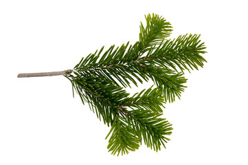 Christmas pine tree twig isolated on white transparent. Xmas green fir spruce branch closeup