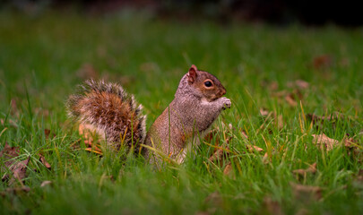 cut squirrel in the grass