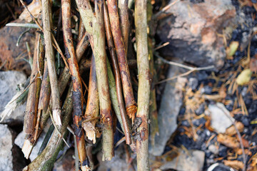 Dry branches from trees for a fire in the forest