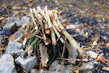 Dry branches from trees for a fire in the forest