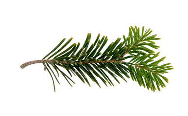 Christmas pine tree twig isolated on white transparent. Xmas green fir spruce branch closeup