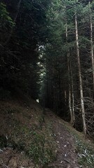 Obraz premium Hiking in the Forest - Switzerland Interlaken 