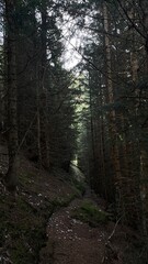 Hiking through the forest 