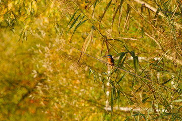 common kingfisher perching on a twig