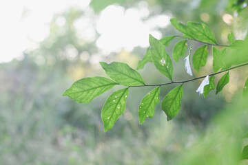 close-up of a branch with green leaves. The leaves are elongated and have a smooth texture with visible veins.